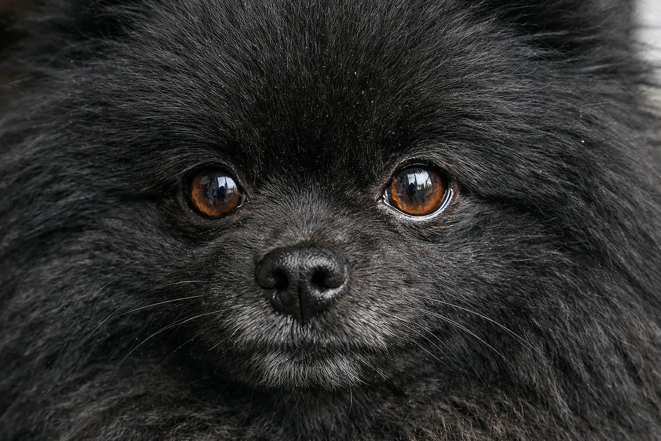 close up black pomeranian fluffy face