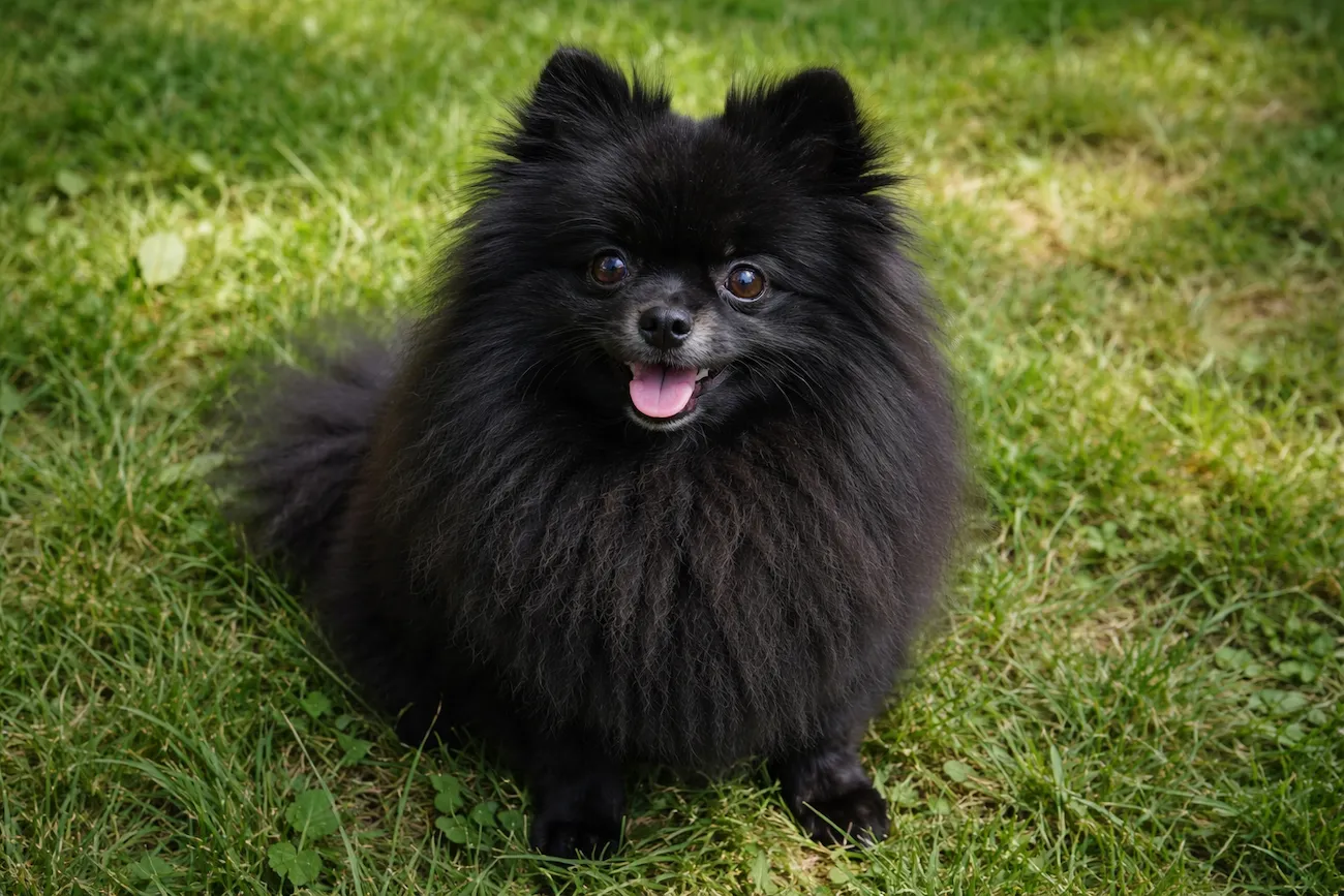 black pomeranian sitting on grass shiny coat
