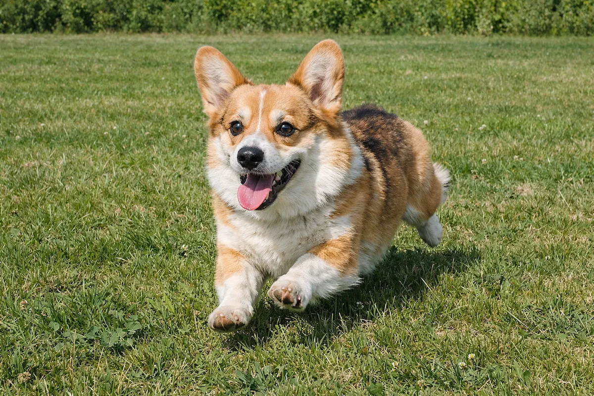 corgi running excitedly on grass