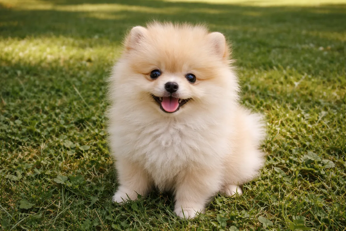fluffy pomeranian puppy sitting on grass