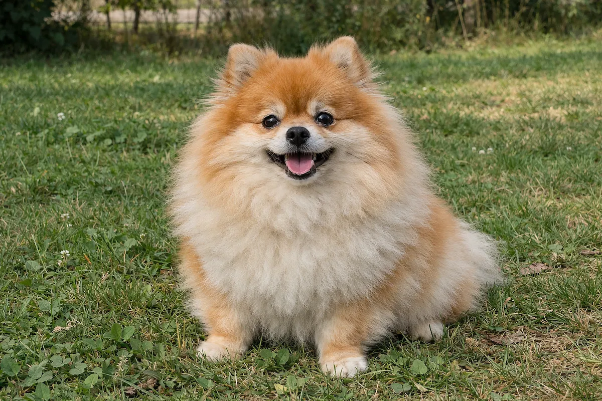fluffy pomeranian sitting outdoors smiling