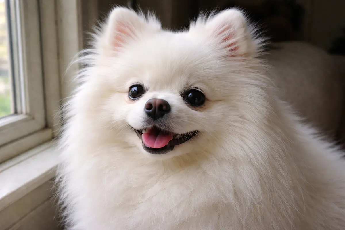 white pomeranian close up fluffy face